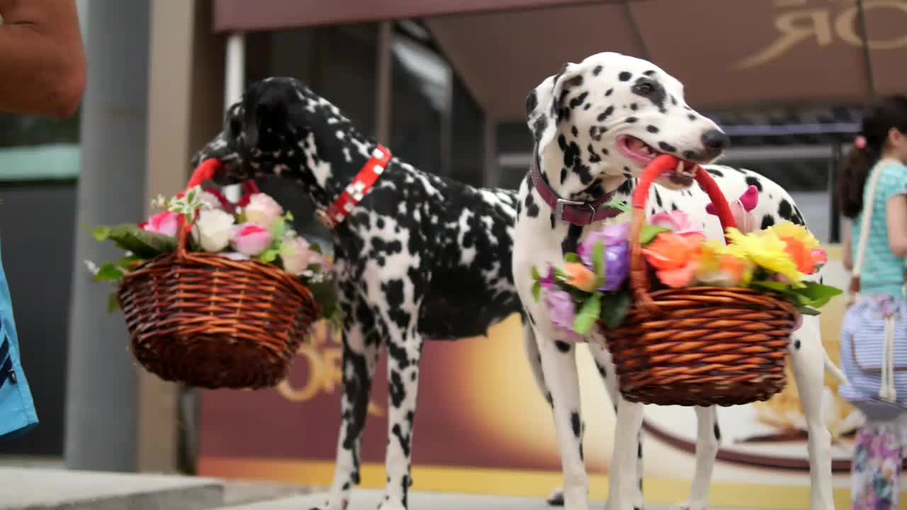 Cute and funny Dalmatian compilation#1