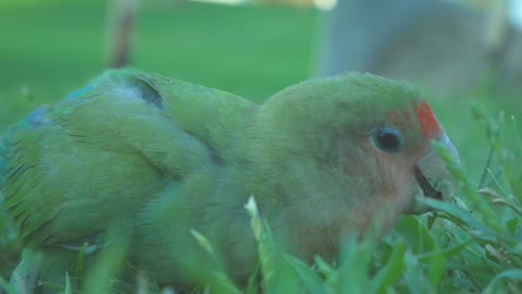 Beautiful parrot *