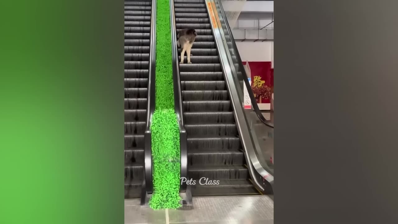 Animal funny videos #funny #viralvideos