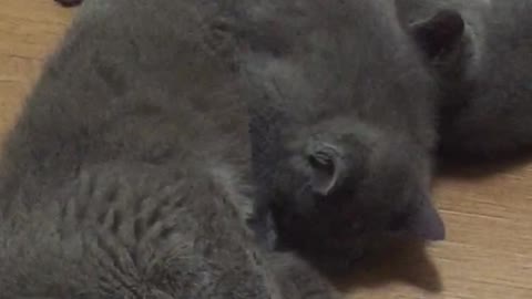 Cat with kittens on her