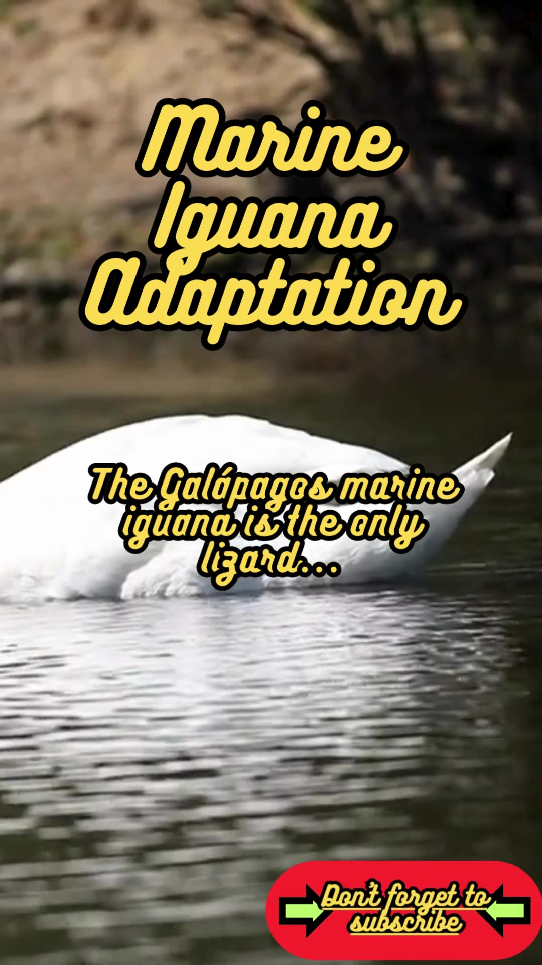 Animal Facts Marine Iguana Adaptation shorts