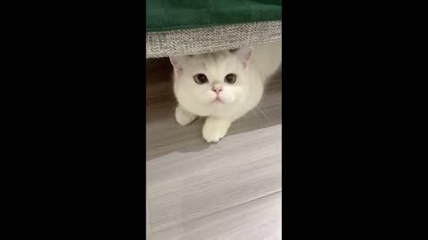 funny cat