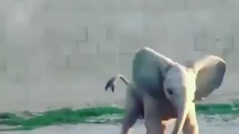 run run little elephant