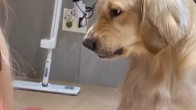 Dog getting mad at his owner for cutting his hair.