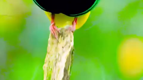 So amazing 😍 Birds dancing in the wilderness..