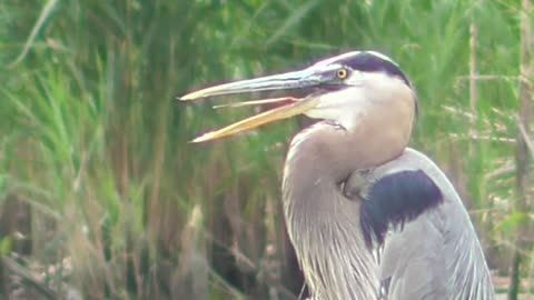 68 Toussaint Wildlife - Oak Harbor Ohio - Great Blue Dinner Stuck