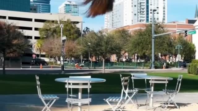 Flip