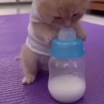 Cute cat uses feeder for milk