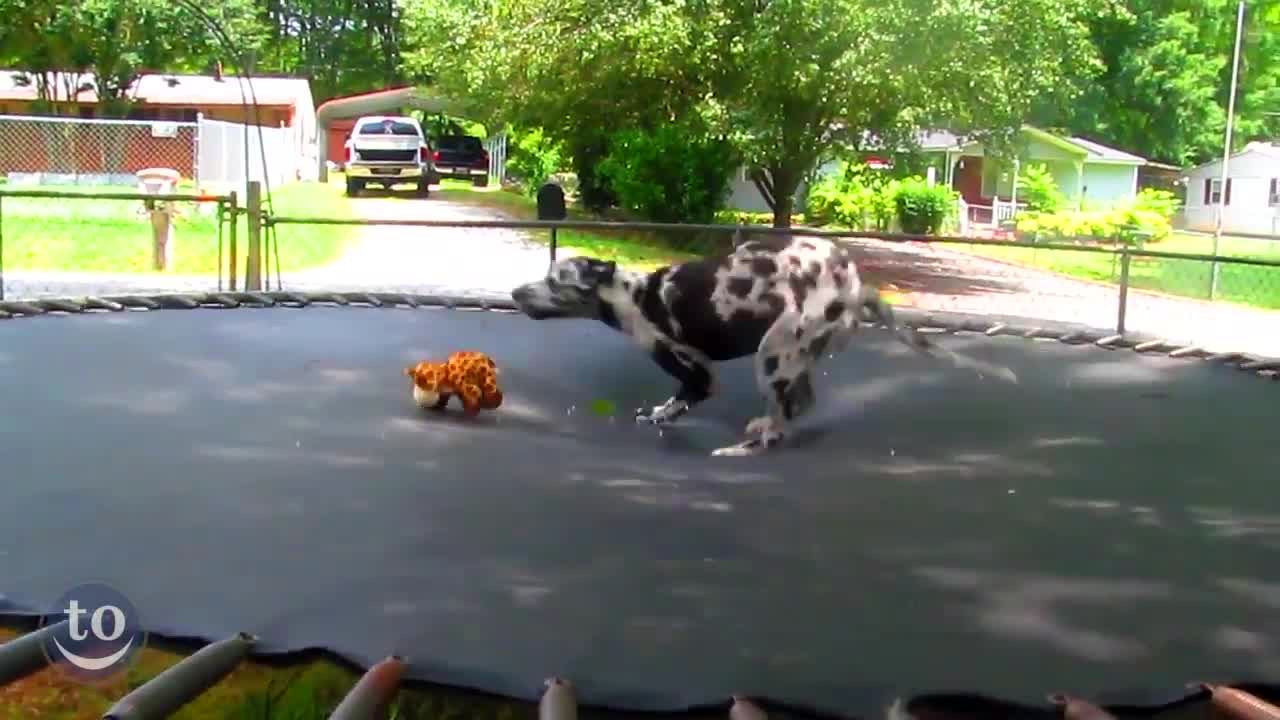 Dogs Jumping on Trampolines || Playing Dogs with Trampolines