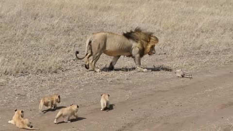 Lion dad with cubs.