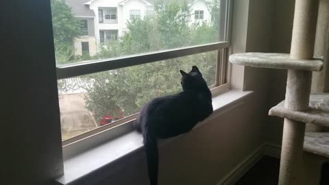 20240723 080236 Tux Birdwatching, with Jumping Exit