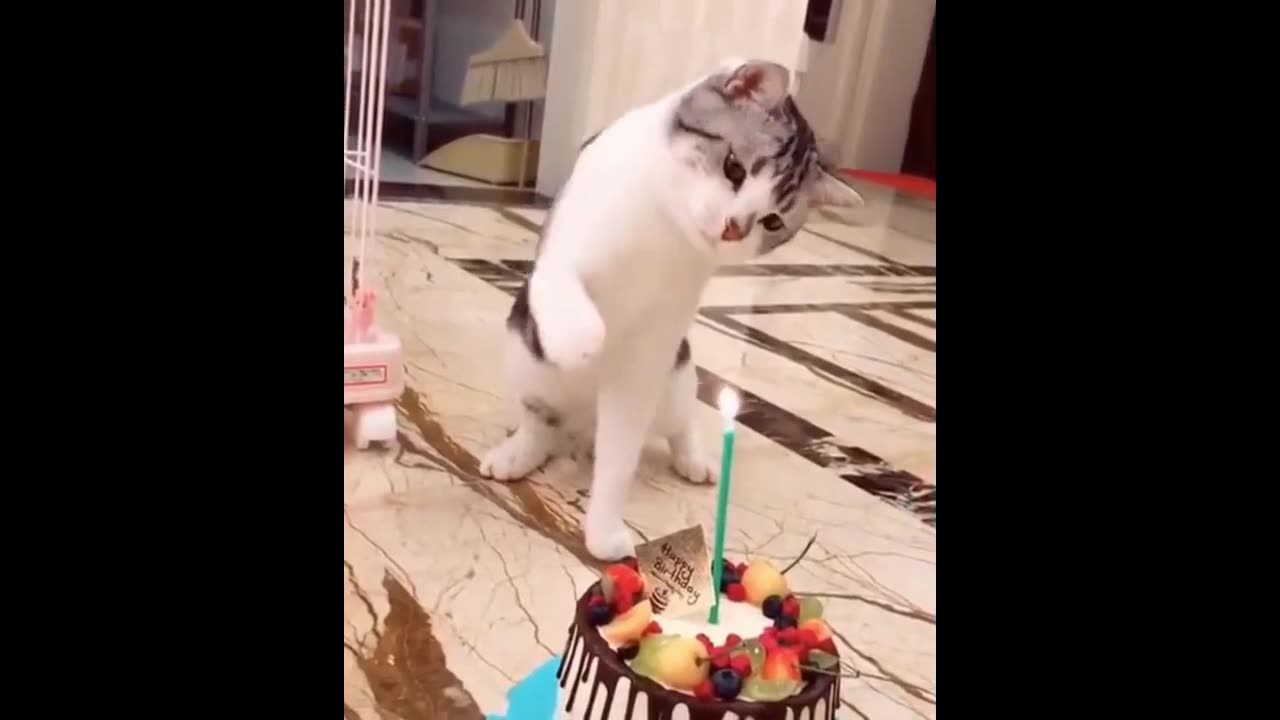 Cute cate blowing candle for her birthday _ Funny Animal Videos _ Fun O Fun