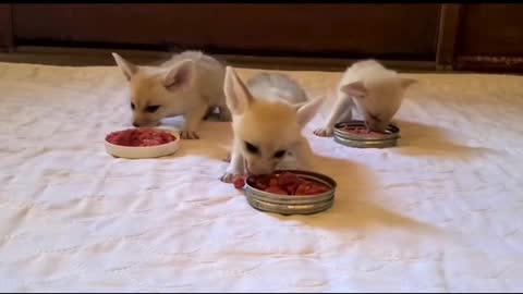 Baby fannec fox