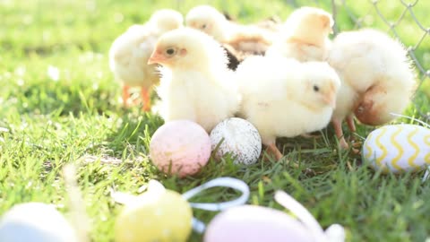 Close Up Newborn Chickens In Warm Tone And Beak On The Grass Field On Green Background.