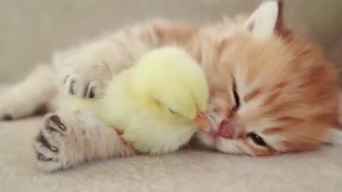 Cute Kitten Has Beautiful Bond With Baby Chick (🐥💗🐈)