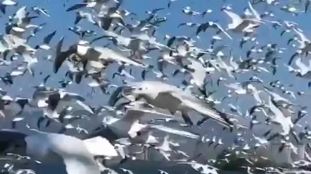 seagull
