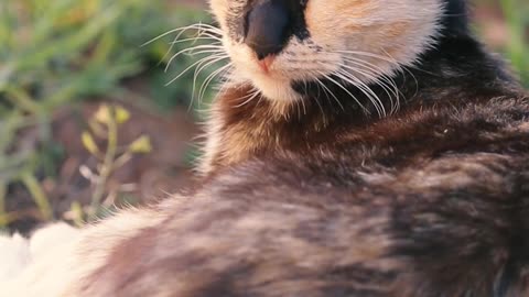 Funniest Animals - Best Of The 2021 Funny Animal Videos 21