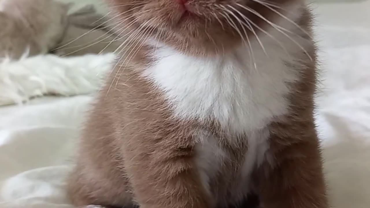 #Animal