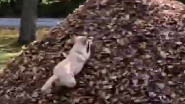 🤣 Funniest 🐶 Dogs - Awesome Funny Pet Animals Videos 😇 #short