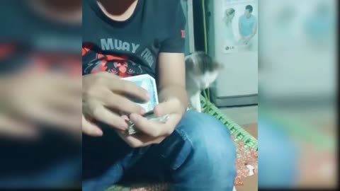 Cats and Dogs Reaction to Money - Cute and Funny Animals Compilation 2019