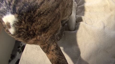 dog Staffordshire giving birth to 13 pups