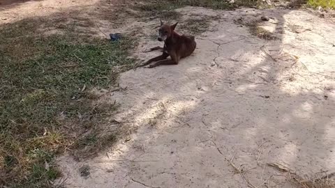 Fake Tiger Prank Dog No Run So Very Funny Pranks 2022