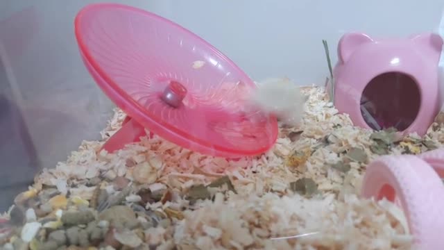 Cute baby hamster exercising