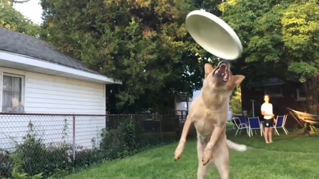 Funny dogs fail moments 🤣