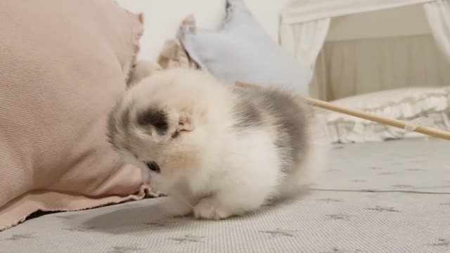 Adorable Cats Baby Video Short Leg Cat