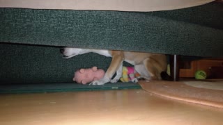 My dog guards its toy