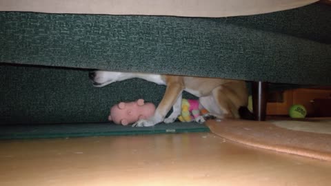My dog guards its toy