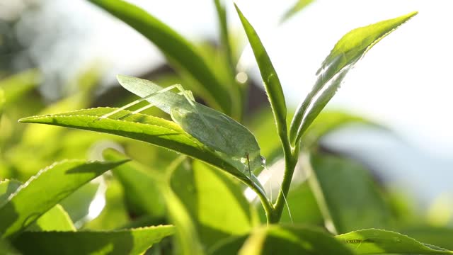 Check Grasshopper Reacts When Standing On Tea Leaves
