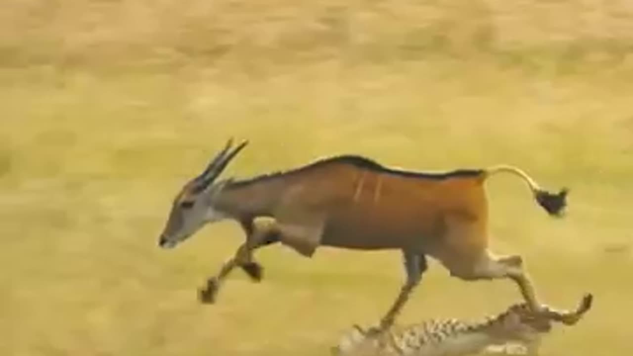 হরিন & চিতা বাঘ