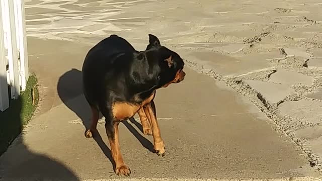 Funny dog playing with its owner