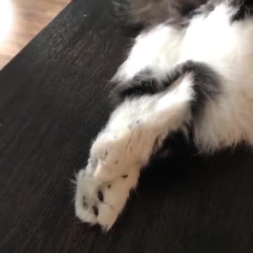 Green Eyed Cat In Sunlight n