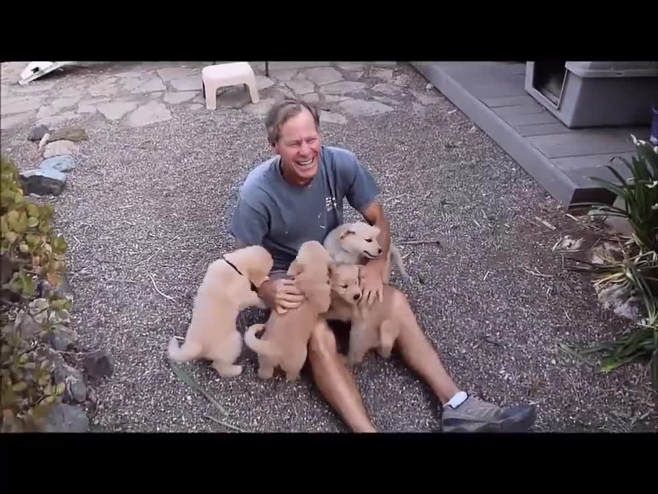 Puppies are Funny