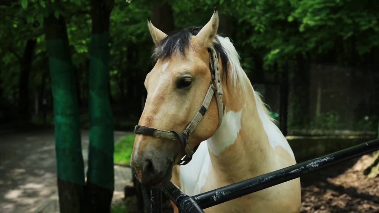 White face horse on the pasture outdoors competition nature