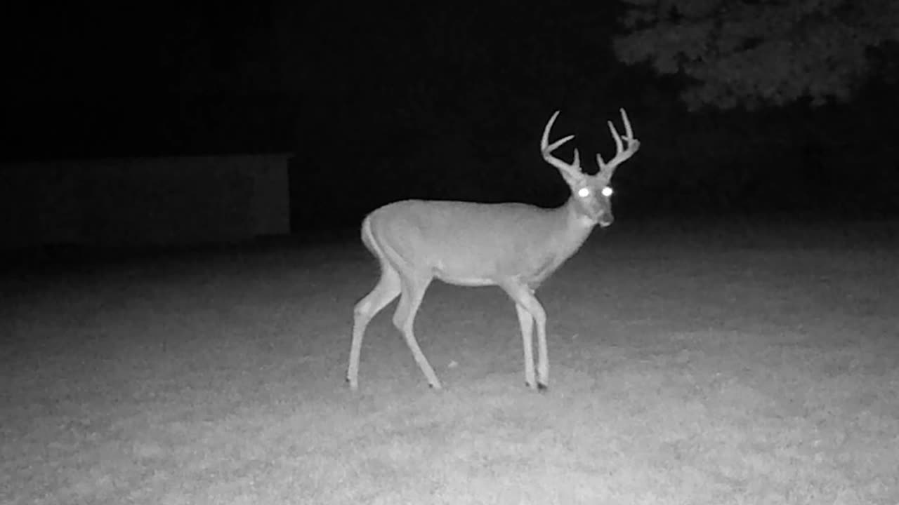 Shedding Velvet