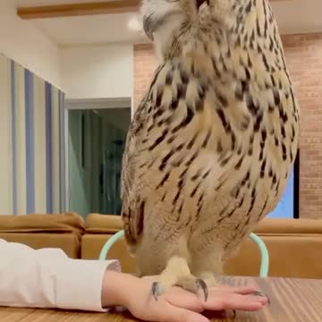 The owl is always on top