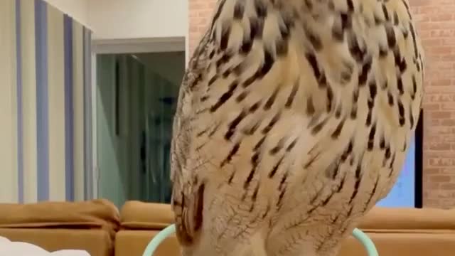The owl is always on top