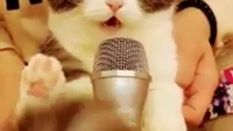 Cat speaking in mic🙀