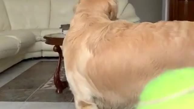 I Tricked My Dog with a Ball