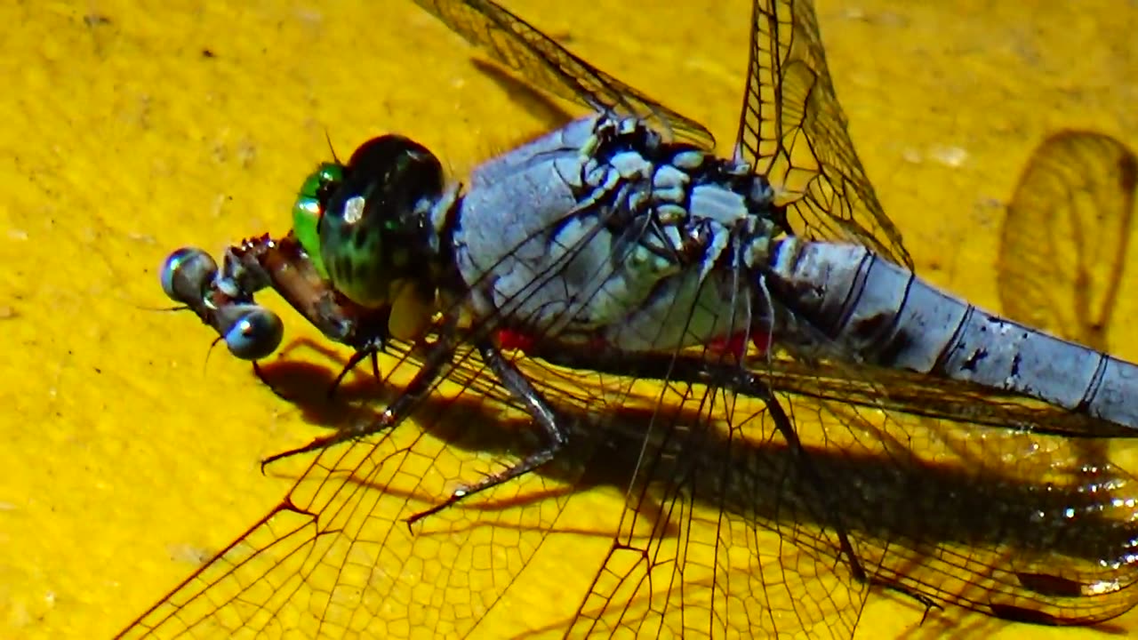 Dragonfly eats another Dragonfly