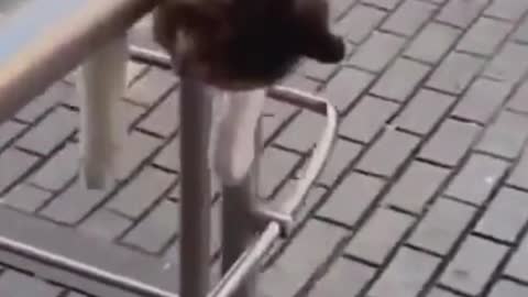 Funny Calico Cat Sleeps on a Railing #shorts