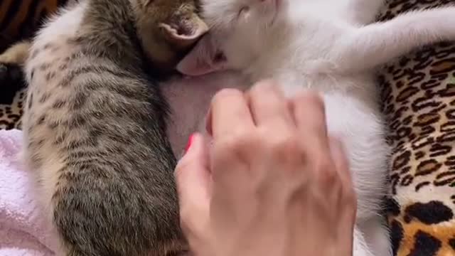 Cute and Funny Cat Videos Compilation - PART 92