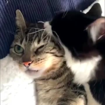 Funny Dogs, Cats and Animals Videos TRY Not to Laugh! #19!