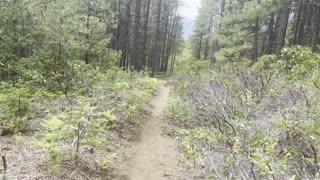 Going Down the Forest – The Black Butte Trail – Central Oregon – 4K