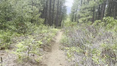 Going Down the Forest – The Black Butte Trail – Central Oregon – 4K