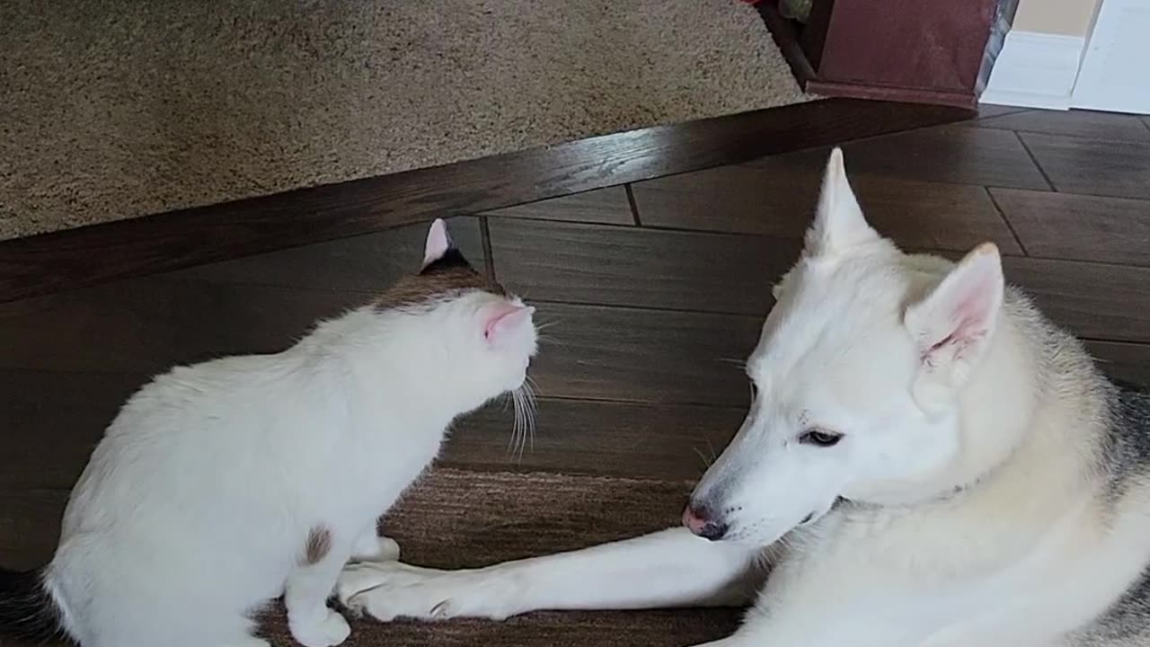 Dog and Cat Yawn Simultaneously