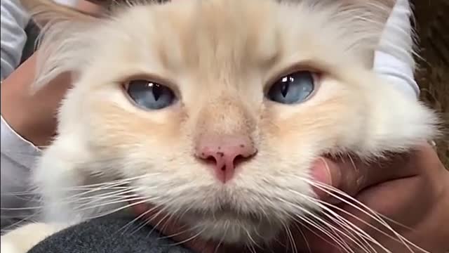 Enjoying a good brush on my head